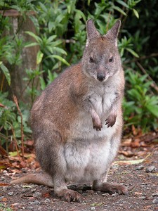 450px-redneckedpademelon-front-800.jpg