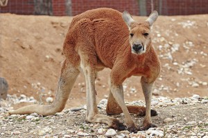 800px-red_kangaroo_-_melbourne_zoo.jpg