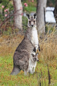 400px-kangaroo_and_joey03.jpg