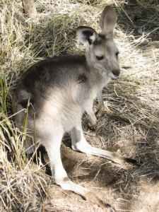 kangaroo-1592.jpg