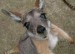 baby_kangaroo