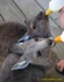 baby-kangaroo-drinking-from-bottle